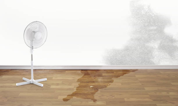Best Basement water damage restoration  in North Weeki Wachee, FL