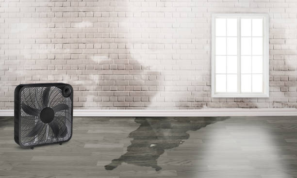 Best Flood restoration services  in North Weeki Wachee, FL
